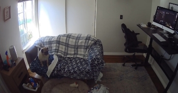 <p><span style="color: rgb(33, 37, 41);">I was in a meeting in a separate room when I heard a loud bang on my front door. I looked down and it was my Frenchie literally knocking on the door to come back inside the house. I was so thrown off and confused as to why Carl was outside. I went to the room where my dogs love to hang out and I see a window missing. I then looked back at camera footage and could not believe what I saw. Carl jumping through the window because he had seen the mailman. Credit: Marcus G.</span></p><p><br></p>