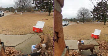 <p>Dog stole my skincare package shortly after FedEx delivered it.</p>