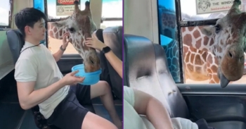 <p>A group of giraffes sparked chaos as they reached inside a safari park bus for snacks.</p>