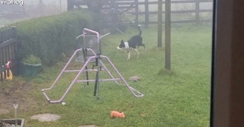 <p><span style="color: rgb(33, 37, 41);">Our 5-month-old Collie Pip who works with us on the farm finally realised she can escape. She works alongside us helping move cattle and sheep. We had just come in from work and left her in the garden for ten minutes but she had other ideas. Our two daughter, my husband, and I watched obsessed with her commitment. Credit: Charlotte A</span></p><p><br></p>