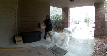 <p><span style="color: rgb(33, 37, 41);">Caught on a doorbell camera, Can and Knuckles—two Great Pyrenees puppies—sit patiently as the mail lady finishes her delivery. Can is the calm, steady one who understands the routine, while Knuckles is the big puppy doing his best to hold the sit. The mail lady sets the rules, completes the delivery, and then rewards their patience with treats. Credit: @realfoodgrownwild</span></p>