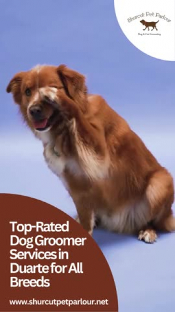 Top-rated Dog Groomer Services in Duarte providing safe, gentle grooming for all breeds and sizes. Our skilled groomers deliver bathing, trimming, and complete care to keep pets clean, comfortable, and happy with a calm, stress-free grooming experience every visit.
For more information visit: https://shurcutpetparlour.net/duarte/