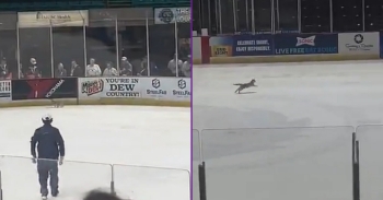 <p>In Florence, SC, moments before the PeeDee Ice Cats face the Athens Rock Lobsters, a cat decides to examine the ice.</p><p><br></p>