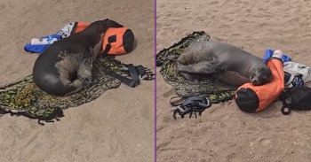 <p>Galapagos sea lion just came and took a human's place on the beach. It made itself very comfort with its head on the pillow. Credit: Alisa Smyrna</p>