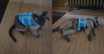 <p>This cat&rsquo;s hysterical response to its life jacket is comedy gold. It&rsquo;s apparent from the feline&rsquo;s unexpected and laugh-out-loud reaction that it&rsquo;s not a fan of being fitted with the jacket. Watch the short but deliriously funny clip to see what the cat did that will have you giggling long after the video ends.</p>

<p>People love and adore their pets. It doesn&rsquo;t matter if they have a cat, dog, rabbit, tortoise, or, for some insane reason, a snake; they will treat the animal like family. And why not? They all have a way of quickly finding their way into our hearts and remaining there forever.</p>

<p>Now, of course, part of being a family often means taking trips together. Who wants to go on vacation without a family member? It would feel incomplete and downright wrong to get some rest and relaxation without them. No one is going to leave them at home unless you&rsquo;re Kevin&rsquo;s mother in &ldquo;Home Alone&rdquo; and &ldquo;Home Alone 2&rdquo;, which is one of the few instances where the sequel is better than the original.</p>

<p>A couple who planned to spend their Fourth of July holiday at a cabin on the lake wanted to take their cat, Seydlitz. Seydlitz is affectionately described as an &ldquo;adventure kitty&rdquo; who goes just about anywhere his owners go.</p>

<p>Now, whenever water is involved, there is a fair amount of danger involved. So, caution and common sense should be exercised throughout the outing. To be safe, Seydlitiz&rsquo;s owners got him a life jacket, but the cat was not feeling it, as can be seen in the clip.</p>

<p><a href="https://www.youtube.com/shorts/0X4n84qfwwc">The clip&rsquo;s description</a> states that &ldquo;we purchased a small dog life jacket and when I went to test fit it, he stiffened up like a board and then slowly fell over with a thump.&rdquo;</p>

<p>It appears that fun out on the water is just not in Seydlitz&rsquo;s future.</p>

<p><em><strong><a href="https://www.godtube.com/bible/genesis/1-21">Genesis 1:21</a></strong> &ldquo;And God created great whales, and every living creature that moves, which the waters brought forth abundantly, after their kind, and every winged fowl after his kind: and God saw that it was good.&rdquo;</em></p>
