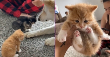 <p>What this kitten did is almost too cute to handle. The precious cat is easily the most adorable thing you&rsquo;ll see today. Watch this short but delightful clip to see what this sweet kitten did that will have you watching this video multiple times.</p>

<p>Is there anything cuter than kittens? I think we all know the answer to that question. However, judging by the hundreds of thousands of cat videos posted on YouTube, Facebook, TikTok and Instagram, I&rsquo;d say no, and I believe many other people would be and are in total agreement with me.</p>

<p>Kittens are constantly learning, exploring and chewing on something as those sweet, precious, energetic creatures run from here to there and everywhere. Seriously, having a kitten is a bit tiring and overwhelming at times. They need near-constant attention because they get into everything, and everything is a toy, even things that could cause them harm.</p>

<p>But on top of all of that, just about everything a kitten does is cute. Given how tiny they are, their actions are precious and downright adorable. That is a fact, and arguing otherwise is a total and complete waste of time, because you will always be wrong.</p>

<p>In the video, a young woman holds a tiny, orange-colored kitten in her hand. As she has the small feline up in the air, the kitten does what is likely one of the cutest things you&rsquo;ll ever witness. It begins making biscuits with both front paws.</p>

<p>Now, you&rsquo;re probably thinking there is no way this clip can possibly get any better, any cuter, and you&rsquo;d be entirely wrong. Before the video ends, we hear the young woman on the phone, telling her mother she found three kittens in their RV.</p>

<p>In the video&rsquo;s closing seconds, we see the two other kittens, and then a dog comes over and shows the orange kitten some love.</p>

<p><em><strong><a href="https://www.godtube.com/bible/genesis/1-21">Genesis 1:21</a></strong> &ldquo;And God created great whales, and every living creature that moves, which the waters brought forth abundantly, after their kind, and every winged fowl after his kind: and God saw that it was good.&rdquo;</em></p>
