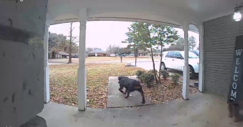 <p>My neighbor's dog got out and took one of my boots from my front porch.</p>