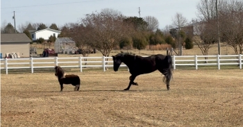 <p>Mini horse exploring new pasture when a big horse runs up and scares him so he jumps in the air.</p>