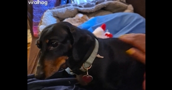 <p>My dachshund, Baby, being a needy little thing and demanding pets.</p>