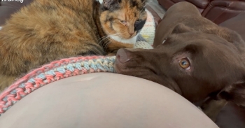 <p><span style="color: rgb(33, 37, 41);">My dog, Lily, walked up to me while I was looking at my baby move in my belly. My cat, Lucy, was already on my lap when Lily rested her head on my belly. Lily reacted with some wide expressions as she could feel my baby move, looking back and forth between me and Lucy. Meanwhile, Lucy was half asleep, zoned-out, and looked like she couldn’t care less.</span></p><p><br></p>