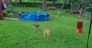 <p><span style="color: rgb(33, 37, 41);">The neighborhood I live in has many deer, and they are incredibly nonplussed by humans or our pets. One morning a couple fawns saw my cat Ganesha and bounced toward him to play...but he came running back to me yelling about how these big cats were in his yard.</span></p><p><br></p>