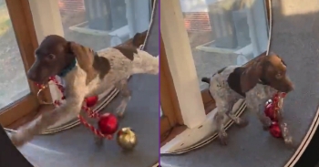 <p>Bowen the German short haired pointer puppy grabs Christmas decoration and runs on a large cat wheel</p>