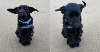 <p>Moose giving her best diva impression on the beach for the first time and it was super windy!</p><p><br></p>