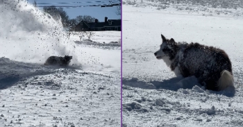 <p><span style="color: rgb(33, 37, 41);">When our snowblower broke during the blizzard, our neighbor generously offered to lend us theirs. As my boyfriend picked it up, their dog Jake followed along and happily chased and played in the stream of flying snow the entire time.</span></p><p><br></p>