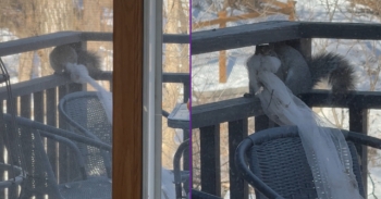 <p>Squirrel tries to steal netting for nest. Credit: Vicki Reiff</p><p>
</p>