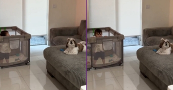 <p>A child and a dog battle one another for attention, and it&rsquo;s hilarious. The two go back and forth in this fierce competition, in which neither clearly wants to give an inch or back down. Watch this short but hysterical clip to see and hear how these two fight for attention.</p>

<p>Becoming a parent is a huge, massive and life-changing event. Nothing will ever be the same after welcoming a little one into your life and home. Yes, there will be some big adjustments that will need to be made, but it is one of, if not the biggest, blessings anyone can experience in this life.</p>

<p>While all children are an absolute blessing, being a parent comes with a whole host of responsibilities and obligations. Parents are charged with providing for that little one, taking care of and attending to their needs, whatever they might be. As every parent knows, children require a lot of attention. Turn your head or leave them unattended for even a moment, and it&rsquo;s hard to tell what kind of trouble they could get themselves into.</p>

<p>One clip perfectly and hilariously captures the massive amount of attention children demand from their parents, and how they want their needs and desires fulfilled in a timely fashion. If they are not met quickly and to the little one&rsquo;s liking, the parents and everyone around them will suffer the consequences. Sadly, the repercussions for not doing so fast enough will be loud for the parents and everyone else in the vicinity.</p>

<p>A child standing in a playpen begins yelling, obviously hoping to get someone&rsquo;s attention. But the youngster is not the only one who would appreciate some immediate attention. A canine resting comfortably follows the child&rsquo;s lead and joins in, screeching as well. The two go back and forth, creating a hysterical chorus of screams.</p>

<p>In the end, while it&rsquo;s not depicted in the video, I&rsquo;m guessing the child received attention first, and the dog came in a distant second place.</p>

<p><em><strong><a href="https://www.godtube.com/bible/proverbs/22-6">Proverbs 22:6</a></strong> &ldquo;If a child is trained up in the right way, even when he is old, he will not depart from it.&rdquo;</em></p>
