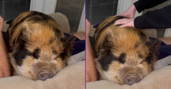 <p><span style="color: rgb(33, 37, 41);">Tammy is our pet Kune Kune pig and loves to come inside in the evenings for family cuddles. I guess the piggy squeak toys for dogs are legit sounds that a pig makes. I can’t believe how much they sound alike.</span></p>