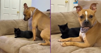 <p>Bitty Fighting Her Inner Demons Trying Not to Mess With the Kitten - <span style="color: rgb(33, 37, 41);">Here is my dog Bitty trying her hardest to be a good girl and not bother the cat, unfortunately for Cosmo, Bitty loses the fight and ultimately bothers Cosmo to the point of her getting up and walking away. Credit: Aidan Moore</span></p>