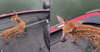 <p>Baby deer swam up while fishing with my dad.</p>