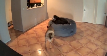 <p>I left to the store to get more stuff for moving to my new house and they decided to make a foam pit.</p><p><br></p>