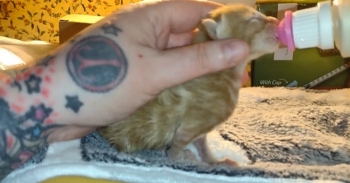 <p>Twister spent his first day on earth being swept up by a tornado and tossed around! Thankfully, a woman found him and called a rescue in time to save him! Now he is living in luxury, and it's only day 2!</p><p><br></p>