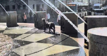 <p><span style="color: rgb(33, 37, 41);">Joyful dog enjoying the splash fountain in Charleston, SC</span></p>