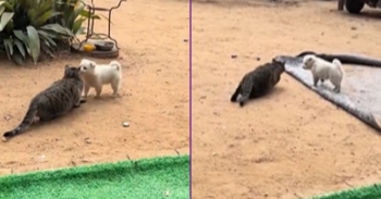<p><span style="color: rgb(33, 37, 41);">A tabby cat creeping slowly toward a bird resting in the family’s backyard. The cat lowered its body and moved step by step, clearly preparing to pounce. Before the cat could get close enough, a small white dog ran over and disrupted everything. It first placed its paws on the cat’s head, then tugged at the cat’s tail, completely breaking the cat’s concentration. The interference kept getting worse. The dog eventually climbed right onto the cat’s back, leaving the hunting attempt with no chance of success. Meanwhile, the bird remained ahead, and the cat’s careful stalking plan was effectively destroyed. The funniest part of the scene was the dog’s expression, which looked completely innocent, as if it had no idea what the cat was trying to do.</span></p>