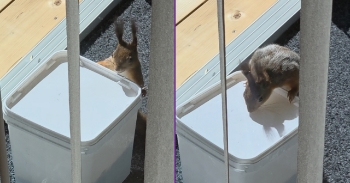 <p>Clever squirrel has figured out how to open a peanut jar.</p><p><br></p>