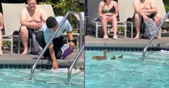 <p>These baby ducks got a little help, and it&rsquo;s absolutely adorable. Those sweet, tiny, winged creatures knew exactly what to do when someone lent some unexpected assistance. Watch the short but heartwarming clip to see who helped the ducks, how and the animals&rsquo; immediate response to the assistance.</p>

<p>Everyone has a soft spot in their heart for animals. That is especially when those critters are babies. How could you not? Simply look at a litter of kittens or puppies, a flock of ducks or a murder of crows. Ok, fine, maybe a group of crows doesn&rsquo;t cause you to get all touchy-feely as the others do, but the point is still the same. Animals are great, and even the most stoic, unemotional person can&rsquo;t resist a puppy or a kitten.</p>

<p>Animals make life a better, fuller and richer experience. It doesn&rsquo;t matter what you&rsquo;re doing or what&rsquo;s going on; having an animal around will make it better. No one can really argue against that. I guess theoretically someone could make an opposing argument, but why would you? Who is going to ever say that having animals around makes things worse?</p>

<p>While nearly everyone loves animals, sometimes they get themselves into unpredictable and crazy situations (all pet owners will agree). When that happens, they might need a helping hand and some grace to get them out of their predicament, as is what happened when a duck and her babies were spotted in a hotel pool.</p>

<p>The ducks were swimming along in the pool, making their way to the edge and would soon be trying to get out of the water. However, it was unclear how the babies would make it out safely. Thankfully, a kind and caring hotel employee knew exactly what to do and stepped up and did exactly what was needed.</p>

<p>Hilariously, the baby ducks didn&rsquo;t even pause but knew exactly what to do. They kept going as if nothing at all had happened.</p>

<p><em><strong><a href="https://www.godtube.com/bible/genesis/1-21">Genesis 1:21</a></strong> &ldquo;And God created great whales, and every living creature that moves, which the waters brought forth abundantly, after their kind, and every winged fowl after his kind: and God saw that it was good.&rdquo;</em></p>

<p>&nbsp;</p>
