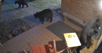 <p>Mama bear with four cubs looking to enter house but leans on doorbell alerting dog and residents. Woman's voice at end: 'who is it? Oh, you're a bear!'</p><p><br></p>