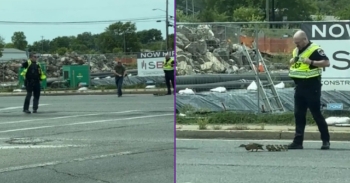 <p><span style="color: rgb(33, 37, 41);">After a field trip to Murfreesboro Tennessee’s Discovery Science Center we witnessed a police escort of a mama duck and her babies across a busy intersection. It was a heart warming experience to see everyone stop to ensure the safety of the mama and her babies. Credit: Tiffany Donovan</span></p><p><br></p>