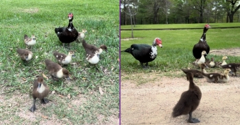 <p><span style="color: rgb(33, 37, 41);">My family and I were at Hermann Park in Houston, Texas, having lunch after a homeschool day when my daughter noticed a duck nearby. At first, only the mother duck was visible, but I then saw movement in the bushes and started recording. Moments later, several ducklings emerged and followed their mother. One duckling ran toward us, and the mother quickly followed with the rest. They came very close, and a few ducklings even sat down nearby. Another duck appears toward the end of the video. Credit: Alicia Frederick</span></p><p><br></p>