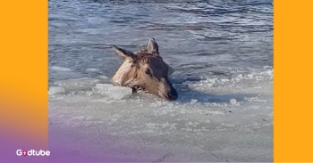 <p>Get ready to see some serious strength and teamwork! Rescuers worked feverishly to free a large animal from a frozen pond.</p><p><br></p><p>The scene is set in this video of a group of strong firefighters and an elk in need. Rescuers worked feverishly to free the large animal. Watch as the rescue team is holding onto the front legs of this massive elk to attempt to get her out of the ice-cold water she had fallen into. The camera glances over to another elk and explains how her animal friend stayed with her the whole time. You can see a huge attempt to get this large creature out, but the struggle is evident.&nbsp;</p><p><br></p><h2>Firefighters Never Quit Trying</h2><p><br></p><p>The fire department had to think quickly on their feet to get this animal safe and sound. You will see video footage of them trying various things to get the elk out of the frigid waters, but many failed attempts. You see, the elk just keeps swimming around in a circle. They first got her looped on a pole to help guide her to the edge of the water. You will build with hope and anticipation as she tries to escape, but she does not fully trust the firefighters who want to get her out.</p><p><br></p><p>Finally, the team makes excellent strides, and the elk is beginning to ascend from the water. She is not quite out, and someone makes a joke about her needing to go to the chiropractor. The crew at her back end helps give her a boost, and everyone is working so hard as a team. Suddenly, she is up and walking. Everyone cheers! The 900-pound elk warms up and goes near her friend. Everyone breathes a sigh of relief.</p><p><br></p><p>As we ponder how their rescuers worked feverishly to free the large animal, may it give us hope. God has designed us to help one another in the body of Christ. When we fall into pits, or others around us fall, we can build trust to help each other in this life.&nbsp;</p><p><br></p><p><em>“ Carry each other’s burdens, and in this way you will fulfill the law of Christ.”&nbsp;</em><a href="https://www.godtube.com/bible/Galatians/6-2" rel="noopener noreferrer" target="_blank"><strong><em>Galatians 6:2</em></strong></a></p><p><br></p><p><strong>YOU MAY ALSO LIKE: </strong><a href="https://www.godtube.com/watch/?v=GGDZLPNX" rel="noopener noreferrer" target="_blank"><strong>Firefighters Come to the Rescue of Child in a Tight Spot</strong></a></p>