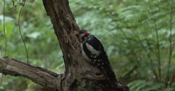 <p>The great spotted woodpecker uses grooves, either natural or made on purpose by the woodpecker, and uses this hole as a vice to grasp the nut. Credit: Baldovino Midali</p><p><br></p>