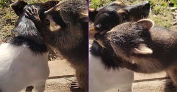 <p><span style="color: rgb(33, 37, 41);">Ceaser the racoon and Cash the puppy are playing and best friends.&nbsp;</span></p><p><br></p><p><strong style="color: rgb(33, 37, 41);"><span class="ql-cursor">﻿</span>Tags:</strong><span style="color: rgb(33, 37, 41);"> Animals, Dogs, Humor, Cute, pets, feel good, wild animals, Domesticated Animals, Short form, funny, humour, hilarious, humorous, humourous, heartwarming, adorable, sweet, dog, pet, puppy, pup, doggy, doggo, puppies, wildlife, nature, wild, play, playing, playful, friends, best friends, bffs, raccoon, friendly, summer, Indiana, USA, wholesome,</span></p>
