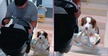 <p>This loyal dog lends a helping paw by carrying the baby bag upstairs while Dad carries the baby in a car seat. This sweet family moment shows why dogs truly are our best friends.</p><p><br></p><p><strong style="color: rgb(33, 37, 41);">Tags:</strong><span style="color: rgb(33, 37, 41);"> Win, Animals, Dogs, Humor, Cool, Cute, feel good, ViralHog, viral, Short form, funny, humour, awesome, amazing, neat, heartwarming, puppies, dog, puppy, pup, doggy, doggo, adorable, sweet, caddy bag, baby bag, baby, good boy, struggling, too big, bag too big, baby carrier</span></p><p><br></p>