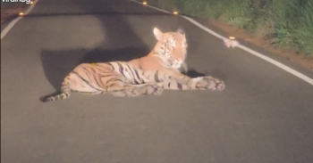 <p>A female tiger turns the middle of a road into her personal resting spot. Even after waking to an approaching vehicle, she calmly grooms herself, stretches and rolls around before finally strolling away.</p><p><br></p><p><strong style="color: rgb(33, 37, 41);">Tags:</strong><span style="color: rgb(33, 37, 41);"> Animals, Cats, Cool, Adventure, Cute, wild animals, Short form, awesome, amazing, neat, tiger, wildlife, nature, wild, Safari, Tadoba Andheri Tiger Reserve, Maharashtra, India, night, morning, sleeping, napping, nap, asleep, encounter, big, cat,</span></p>