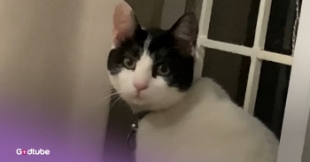 <p>A kind woman takes in a sick and abandoned cute kitten who seemed to be begging for her help. The South African woman, Kayleigh, couldn’t resist taking him after he kept looking at her with his big kitten eyes. Watch the video to see the kitten go from being a sickly little animal to healthy and thriving.&nbsp;</p><p><br></p><p>“It was a very cold, windy day. He was huddled up in a ball,” Kayleigh <a href="https://www.youtube.com/watch?v=uEYkqE6Ox0c" rel="noopener noreferrer" target="_blank">recalled</a> of the first day she saw her would-be pet, Mowgli. “His mom wasn’t there, and no siblings… The next day I went to work, and he was in the same spot.”</p><p><br></p><h2>She Decided to Step in and Help</h2><p><br></p><p>At that point, she knew she had to help him. He never ran away but just waited patiently, making eye contact with her in a way that, to her, pleaded for help. She took him home and to the vet. He had worms and was very ill.</p><p><br></p><p>It wasn’t until a few months later that the little cat started looking healthy. And at that point, he, Kayleigh, and her boyfriend were deeply bonded.&nbsp;</p><p><br></p><p>Kayleigh’s brother passed away last year, so Mowgli brought her a lot of comfort just when she needed it most.&nbsp;</p><p><br></p><p>Now, Mowgli loves his life in their flat and often plays with his cat friend, Bam Bam. His owners now have two other <a href="https://www.instagram.com/mowglithehobo/" rel="noopener noreferrer" target="_blank">cats</a> and a puppy, which is not something they ever expected would happen. They also foster cats. It’s amazing to think their love for animals all started with little Mowgli, who just happened to be near Kayleigh’s workplace.&nbsp;</p><p><br></p><p>“Mowgli has taught us so much about how cats can be such amazing companions and how they have the potential to give back to humans if you just apply some understanding and learn to treat them softly. A feral cat can learn to love with the right environment,” Kayleigh <a href="https://www.instagram.com/p/Dci3ThnIc9v/" rel="noopener noreferrer" target="_blank">said</a>… This video certainly shows that this is true.&nbsp;</p><p><br></p><p><strong>YOU MAY ALSO LIKE: </strong><a href="https://www.godtube.com/watch/?v=GDYZ7GNX" rel="noopener noreferrer" target="_blank"><strong>Hero Cat Alerts Family To Life-Threatening Danger Inside Home</strong></a></p>