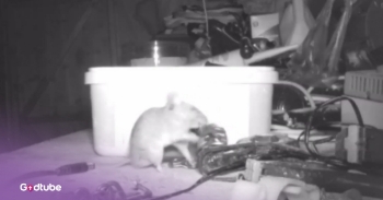 <p>An adorable little mouse cleans up a man's workspace in his garage, and it’s the most surprising thing. The little guy couldn’t stand to have a dirty workspace, so after the man went away, the little mouse would get to work each night cleaning things up. Play the video to see the mouse caught cleaning on camera.</p><p><br></p><p>This is just incredible. The mouse has no other goal with his agenda other than to keep things clean and tidy. It is so cute to see the mouse, which they named “Metal Mickey," clean up the workbench and attempt to move objects twice his size. The man originally thought his workshop was haunted. Well, maybe mice have been a little too overlooked when it comes to ghost stories.</p><p><br></p><h2>Putting His Theory to the Test</h2><p><br></p><p>After it kept happening, the man, 72-year-old Stephen McKears, would scatter nuts and bolts around the shop as an experiment. In the morning, they would be back in their proper place. So he and his neighbor set the camera to catch the little cleaner in action.&nbsp;</p><p><br></p><p>These kinds of mice are “innately very organized, very neat, and very meticulous,” <a href="https://www.youtube.com/watch?v=WuvukCy-mA4" rel="noopener noreferrer" target="_blank">says</a> veterinarian Dr. Laurie Hess. “It is part of their sort of innate behavior… A mouse may have lived in that environment for a long period of time with those objects around him, and that was part of his environment, and they were moved, and he was putting them back together the way he knew them… but they have a bad reputation as being kind of dirty… They’re actually very clean.”</p><p><br></p><p>It’s so cute that this little mouse got to work in this man’s work shed. He was fortunate to catch him on camera. Hopefully, the little critter wasn’t too put off by all the mess.&nbsp;</p><p><br></p><p>And, well, the next time something goes missing or isn’t where you last left it, maybe check for a mouse’s handiwork.&nbsp;</p><p><br></p><p><strong>YOU MAY ALSO LIKE: </strong><a href="https://www.godtube.com/watch/?v=EEMF9FNU" rel="noopener noreferrer" target="_blank"><strong>Helpful Dog Carries Baby Bag Upstairs for Dad</strong></a></p>