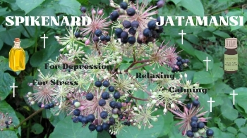 Spikenard, a famous oil from the bible, has been used for so long and for so many purposes that it has become one of the most expensive essential oils there is. Why is that and what is it used for? Let’s explore.

John 12:3
Then Mary took about a pint of pure nard, an expensive perfume; she poured it on Jesus’ feet and wiped his feet with her hair. And the house was filled with the fragrance of the perfume.

Suggested music listening.

Moments in Love – Art of Noise
https://www.youtube.com/watch?v=ux3u31SAeEM

Honeysuckle Rose – Fats Waller
https://www.youtube.com/watch?v=-7zm8v9reDo