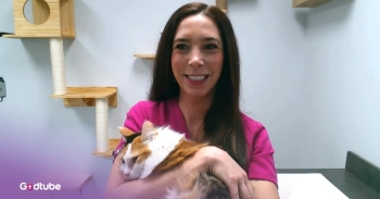 <p>A heroic Alabama vet treks miles in winter storm to help a sick cat who ate a dryer sheet. She was so heroic in her efforts and saved that cat’s life through life-saving surgery. Watch the video to see how the fluffy cat, named Blueberry, is doing now.&nbsp;</p><p><br></p><p>It was a snowy and icy day in Birmingham, Alabama, when Blueberry’s owners took her to the clinic. But when Dr. Nicole went out her front door, she could see that it wasn’t safe to drive. She slipped on her front steps. She decided to put on some layers and take a very long 3-mile walk to the clinic, the vet explained on an episode of The Kelly Clarkson Show.&nbsp;</p><p><br></p><p>As she walked, she saw a big wreck on the road. When she finally got to the clinic, they opened up Blueberry’s stomach to find discolored, bruised intestines containing the laundry sheet. No one had any idea what compelled the cat to eat one, but now she is happy and healthy and banned from her house’s laundry room, understandably.</p><p><br></p><h2>A Veterinarian's Extraordinary Dedication Saves a Beloved Cat</h2><p><br></p><p>To recognize her heroic efforts, Kelly gave Dr. Nicole $1,000, much to her happiness and surprise.&nbsp;</p><p><br></p><p>“You are the coolest, most awesome vet in the world,” Kelly <a href="https://www.youtube.com/watch?v=HL_cXs4uIjo" rel="noopener noreferrer" target="_blank">told</a> her. “You went hiking through a forest to save a cat. I want you as my vet!”&nbsp;</p><p><br></p><p>It’s so wonderful that Blueberry had a great vet like Dr. Nicole on her side. She must have been in a lot of pain with her twisted intestines as she waited for help. Thank God that Nicole was willing to walk through the bitter cold and help her by conducting a life-saving operation!</p><p><br></p><p>"A righteous man cares for the needs of his animal, but the kindest acts of the wicked are cruel.” Proverbs 12:10</p><p><br></p><p><strong>YOU MAY ALSO LIKE: </strong><a href="https://www.godtube.com/watch/?v=GL7YPGNX" rel="noopener noreferrer" target="_blank"><strong>Hiker Saves Freezing Kitten Stranded After Snow Storm</strong></a></p>