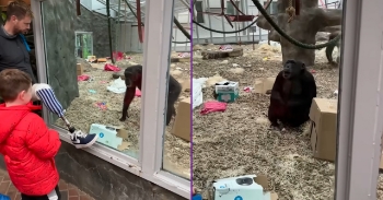 <p>Some very curious chimpanzees had a fascinating response to a UK man's artificial limb, and you’ve got to see it. It is very fascinating to see their obvious curiosity and intelligence. Watch the video to see them react.&nbsp;</p><p><br></p><p>A UK man visiting the zoo with his family slowly lifted his metal leg up to the chimp enclosure so that a chimp could get a look at it. The chimp went crazy and started howling and calling the other monkeys to come look at it. The monkeys stared at it in astonishment and banged on the glass.</p><p><br></p><p>If they could have inspected it up close, they would have surely had a heyday trying to figure out how part of the man is made of plastic and metal. Clearly, the chimps don’t know exactly what they're looking at, but they certainly know it's out of the ordinary. When the first one saw the leg, he actually stepped back in surprise.&nbsp;</p><p><br></p><h2>Curious Chimpanzees Reveal Their Remarkable Intelligence</h2><p><br></p><p>In another <a href="https://www.google.com/search?sca_esv=074237d04407bddc&amp;rlz=1C1VDKB_enUS1159US1159&amp;sxsrf=APpeQnuL1SEdnpfqR0tJtbkOzoQlXWob9g:1791901773159&amp;udm=vids&amp;fbs=ABfTbFVyMZGZf1hfvX9uKjN_-G8cxpBkeIeqYwoCbfNVc4vKE6A5_9xraAmHsehE8ybQanlVjC0oR5HXQL7jPa2ohH6qDejRprqL7lOppo5MmwYFODj_9ypnP73OBomha3gLnfsG2oOORaTfhJklnIwZsFnxKhAethBLajJBfxXSEbPfdUrfDODtV3_MLbj0nMyDR5KYTfMrW1hVh31b5jfqpxdmAFEfjw&amp;q=animals+reacting+to+human+prosthetics&amp;sa=X&amp;ved=2ahUKEwiJ-KSlmreXAxV7mmoFHQ7WClcQtKgLegQIHBAB&amp;biw=959&amp;bih=869&amp;dpr=1#fpstate=ive&amp;vld=cid:9b5e10b7,vid:yQoI6f_iq-A,st:0" rel="noopener noreferrer" target="_blank">video</a>, the same man actually takes the limb off as one monkey stares, curious, and comes closer for a better look. The man shows it the stump of his leg and inserts it back into the prosthetic. All the while, the chimps are intensely interested, and one again calls his chimp friends to show them that the man has detached his leg.&nbsp;</p><p><br></p><p>It’s also interesting to see how humans can be just as much an exhibit to animals as they are to us. In this case, the monkeys were interested in looking at this man and his strange body part.&nbsp;</p><p><br></p><p>Chimps are known for their intelligence and curious, wild nature, and this encounter certainly exhibits all of that. Their reactions almost make you wonder what they might be thinking as they examine the man and his false limb. It’s pretty cool to witness.&nbsp;</p><p><br></p><p><strong>YOU MAY ALSO LIKE: </strong><a href="https://www.godtube.com/watch/?v=EBCB0JNU" rel="noopener noreferrer" target="_blank"><strong>Chimpanzee At Zoo Mimics Girl Scrolling On Her Phone</strong></a></p>
