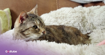 <p>This furry feline, Bella, sets a purr-fect world record with the loudest purr by a cat. She is a kitty who absolutely loves to purr. All you’ve got to do to make her hum is give her a good pet or a bowl of Whiskas cat food.&nbsp;</p><p><br></p><p>The 14-year-old cat could not have made her mom prouder with her loud purr breaking the Guinness World Record for loudest purr by a living domestic cat at 54.6 a-weighted decibels. At that measure, she is close to as loud <a href="https://www.guinnessworldrecords.com/news/2023/10/my-cat-purrs-louder-than-the-tv-noisy-bella-claims-loudest-purr-record-759482" rel="noopener noreferrer" target="_blank">as a washing machine</a>.&nbsp;</p><p><br></p><p>However, Bella isn’t the loudest domestic cat ever. In 2011, there was a UK owner whose cat, <a href="https://www.guinnessworldrecords.com/news/2023/10/my-cat-purrs-louder-than-the-tv-noisy-bella-claims-loudest-purr-record-759482" rel="noopener noreferrer" target="_blank">Smokey</a>, had a much louder purr. He reached 67.8 decibels, but sadly, he is now deceased.&nbsp;</p><p><br></p><p>“She is such a loud girl,” Bella’s owner, Nicole Spink, <a href="https://www.youtube.com/watch?v=KegnZEFpczU&amp;t=121s" rel="noopener noreferrer" target="_blank">said</a>. “We’ll be sitting there watching TV in the evening, and you have to turn the TV so you can actually hear.”</p><p><br></p><p>Besides purring, Bella loves food, sleep, and cuddles. She is always asking for all of the above.&nbsp;</p><p><br></p><h2>Bella's Record-Breaking Purr Earns Her a Place in History</h2><p><br></p><p>Dave Wilson, the official Guinness World Records adjudicator who oversaw Bella's purr attempt, <a href="https://www.bbc.com/news/uk-england-cambridgeshire-67139359" rel="noopener noreferrer" target="_blank">said</a>, "It's always an exciting day when there is the potential for a new world record, so we waited in anticipation to see whether Bella would be able to do it."</p><p><br></p><p>It’s amazing to think about what kind of world records there are. America has many weirder ones—like the farthest distance to blow a pea, most laptops toppled in a domino fashion, and most tea bags thrown into mugs in 30 seconds.&nbsp;</p><p><br></p><p>There are so many oddities of records to break—including having the most world records. It’s cool to think that maybe there is something you could break. After all, you never know when your own house cat might be a record breaker!</p><p><br></p><p><strong>YOU MAY ALSO LIKE: </strong><a href="https://www.godtube.com/watch/?v=E1FE2MNU" rel="noopener noreferrer" target="_blank"><strong>Family Welcomes Cat Whose Purr Is Unlike Anything You’ve Heard</strong></a></p>