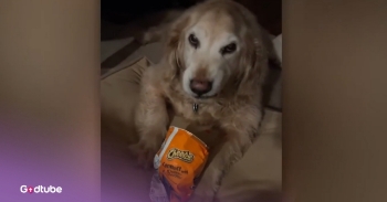 <p>Have you ever seen a dog desperately attached to a bag of chips? This golden retriever refuses to give up a bag of Hot Cheetos, and it is just hilarious. You have got to see it!</p><p><br></p><p>A Chicago resident, Josie Sundermeier, was in a tussle with her <a href="https://happilynews.com/protective-dog-has-internet-in-stitches-when-he-refuses-to-give-up-bag-of-flamin-hot-cheetos/" rel="noopener noreferrer" target="_blank">11-year-old</a> Golden Retriever, Ben, when he grabbed a bag of Hot Cheetos and started eating them out of the bag. Every time she tries to get near him, he growls, snarls, or barks at her. And apparently, he has never acted this way about any food before.&nbsp;</p><p><br></p><h2>Golden Retriever's Hilarious Snack Obsession Has Everyone Laughing</h2><p><br></p><p>Josie was so surprised and amused that Ben acted this way. Everyone else thought it was funny too, because the video of Ben protecting the Cheetos went viral once she shared it on social media.&nbsp;</p><p><br></p><p>She <a href="https://happilynews.com/protective-dog-has-internet-in-stitches-when-he-refuses-to-give-up-bag-of-flamin-hot-cheetos/" rel="noopener noreferrer" target="_blank">said</a>, “The hot Cheetos were something I didn’t think he would like, but apparently he loves them. I was in the kitchen when I heard a crinkling noise, so I went to my family room and saw Ben with a bag of hot Cheetos – that’s when I started recording because I was shocked.”</p><p><br></p><p>“My friends and family think the video is hilarious, and I love getting comments about other people’s own experiences with their dogs,” she <a href="https://happilynews.com/protective-dog-has-internet-in-stitches-when-he-refuses-to-give-up-bag-of-flamin-hot-cheetos/" rel="noopener noreferrer" target="_blank">continued</a>. “I have also gotten so many messages about how to handle situations with animals like this in the future, and I am super appreciative of them.”</p><p><br></p><p>During the COVID-19 pandemic, a Mexican man craved Cheetos but couldn’t go out because he was quarantined. Hilariously, he sent his little <a href="https://metro.co.uk/2020/03/25/quarantined-man-sends-dog-fetch-cheetos-shops-works-every-time-12453415/" rel="noopener noreferrer" target="_blank">chihuahua</a>, Chokis, to the local store with a note and money in his collar for the shopkeeper. The shopkeeper gave the little dog a bag of Cheetos for him to take back home. It was so cute.&nbsp;</p><p><br></p><p>And it is so funny to see Ben protecting something like a bag of Cheetos. He’s almost acting as if the bag was a favorite toy… Pets are such a blessing.&nbsp;</p><p><br></p><p><strong>YOU MAY ALSO LIKE: </strong><a href="https://www.godtube.com/watch/?v=EEJCBCNU" rel="noopener noreferrer" target="_blank"><strong>This Dog Is a Little Confused—and It’s Hilarious</strong></a></p>