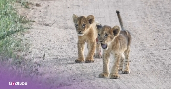 <p>You might think of lions as vicious killers, but your opinion might change when you see this video. It is really a precious moment when these lost lion cubs reunite with their mother. Watch the video to see it!.</p><p><br></p><p>At the MalaMala Game Reserve in Sabie, South Africa, a group of people who were on a safari found a lioness who seemed to be on a mission—but it wasn’t for food. She was looking for her cubs, ignoring a whole tasty herd of wildebeest just meters away from her.&nbsp;</p><p><br></p><p>She began making contact calls, and the safari group followed her in anticipation. When six little furry heads popped out of the grass, it became evident that she had been separated from her cubs and was looking for them.&nbsp;</p><p><br></p><h2>A Mother's Love Shines Through in Heartwarming Lion Cub Reunion</h2><p><br></p><p>The little cubs called out to her as they ran to her. The mom purred happily and rolled on her side once the hungry cubs reached her so that they could have some milk. They quickly tackled her and began suckling.&nbsp;</p><p><br></p><p>It is so cute to see this bond between this mama lion and her little cubs. While not unheard of, a <a href="https://www.kariega.co.za/blog/lion-cubs-12-interesting-facts" rel="noopener noreferrer" target="_blank">litter</a> of six cubs is not too common. It’s the most cubs a lion can have, and litters of 2 to 4 cubs are more common, so it’s cool to see this many cub siblings at once.</p><p><br></p><p>Lion cubs drink only milk for the first 10 weeks of their life and don’t finish with milk altogether until they are about 10 months old, so these cubs couldn’t have been a year old yet.&nbsp;</p><p><br></p><p>Even though lions are extremely powerful predators in the animal kingdom, this reunion shows how gentle and loving they are to their cubs. You can see how happy the animals are together from their interactions. It is a lovely reminder that even wild animals can share a bond.&nbsp;</p><p><br></p><p><strong>YOU MAY ALSO LIKE: </strong><a href="https://www.godtube.com/watch/?v=1B0E21NU" rel="noopener noreferrer" target="_blank"><strong>Lioness Emotionally Reunites With Family After 3-Day Separation</strong></a></p>