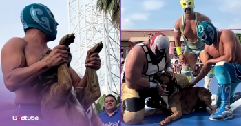 <p>A stray dog becomes the star of a wrestling match in Mexico, and it is so cool to see. The dog invited himself into the outdoor arena when he saw all the people crowded around. It looked fun, and he clearly couldn’t help himself. Watch the video to be amused!</p><p><br></p><p>No one chased the dog away. Instead, the wrestlers improvised and played around with the dog, throwing some fake punches and letting him hilariously chase them around the arena. The crowd was all for it, cheering “El Perro! El Perro!” (the dog) instead of the wrestlers’ names.&nbsp;</p><p><br></p><p>It is such a joy to see pure spontaneous fun like this. The dog was clearly having a great time. He was wagging his tail and jumping around. It looks like the wrestlers had a good time petting and playing with him too.&nbsp;</p><p><br></p><h2>Playful Pup Steals the Spotlight and Wins Over the Crowd</h2><p><br></p><p>At the end of this cute wrestling match, the wrestlers lifted up the dog's paws in victory, signifying he was the real winner.&nbsp;</p><p><br></p><p>This dog stole the show without a costume, training, or experience. He wasn’t even supposed to be there, but somehow, he made tons of fans just through his playfulness and enthusiasm. He must have been a wrestling fan himself!</p><p><br></p><p>This event is similar to what happened in this year’s Winter Olympic Games. <a href="https://www.cnn.com/2026/02/18/sport/dog-winter-olympics-cross-country-ski" rel="noopener noreferrer" target="_blank">A 2-year-old pup</a> in Tesero, Italy, got loose and joined the women’s sprint free ski event. The dog happily ran behind skiers on the course before crossing the finish line himself, much to the audience’s amusement.&nbsp;</p><p><br></p><p>“He was super happy crossing the finish line. I was so focused on finishing the race that I didn’t look at the dog,” Argentinian skier Nahiara Díaz González <a href="https://www.cnn.com/2026/02/18/sport/dog-winter-olympics-cross-country-ski" rel="noopener noreferrer" target="_blank">said</a>. “It was just a fun experience. This is not normal. I don’t know what he was doing here. But the finish was not a problem.”</p><p><br></p><p>It’s fun to see these dogs bring so much unexpected joy.&nbsp;</p><p><br></p><p><strong>YOU MAY ALSO LIKE: </strong><a href="https://www.godtube.com/watch/?v=E9M9ECNU" rel="noopener noreferrer" target="_blank"><strong>Dog Runs Onto The Field During Soccer Game And Steals The Ball</strong></a></p>