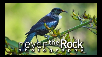 New Zealand is a photographer's dream. I was overwhelmed by the beauty of God's creation there, and I am humbled and honored to share some of my images captured in this stunning place. Prints available. Please send requests to sarina@nevertherock.com   #newzealand  #photography  #fineart