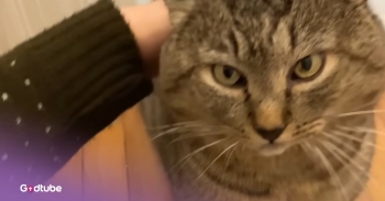 <p>One woman's kindness and patience win over a scared, feral cat after a lot of swatting and hissing. At first, the cat was not at all open to being domesticated, but slowly, after a lot of time and trust building, he finally began eating out of the woman’s hand. Watch the video to see the neat experience.</p><p><br></p><p>It took the woman a whole year to turn him into a house pet. She named him Bruce and initially just left food for him outside. But when she went to see if he would respond to touch, he didn’t give her a chance and swatted her hand away.</p><p><br></p><p>He didn’t come back all the time, but when he did, she would leave food on the porch. Eventually, she’d leave the door open with the food inside, and he’d come take a few bites. Slowly, she built trust with him as she fed him more inside the house, and even with a spoon. She put a glove on, and then he began to </p><p>eat from her hands.</p><p><br></p><h2>How She Domesticated the Feral Cat</h2><p><br></p><p>She eventually trapped him inside, which he didn’t like. He’d jump up on the door or look out the window longingly. He gradually came to be domesticated, but he still didn’t let the woman pet him. So she eventually got a cat scratcher, and he allowed her to pet him that way. Now, he’s a complete pet through and through.&nbsp;</p><p><br></p><p>“He has become such a baby,” the woman <a href="https://www.youtube.com/watch?v=G93R1AJlWFM" rel="noopener noreferrer" target="_blank">said</a>. “He wants me to carry him everywhere and sleeps with me in bed every night, which is very sweet until it’s 7am and he’s standing on my throat screaming for breakfast,” she joked. “I find that I wake up with a smile on my face and I go to bed with a smile on my face.”</p><p><br></p><p>Now, Bruce is living the sweet life. He’ll never have to worry where his next meal comes from!</p><p><br></p><p><strong>YOU MAY ALSO LIKE: </strong><a href="https://www.godtube.com/watch/?v=GWW7ZLNX" rel="noopener noreferrer" target="_blank"><strong>Large Cat Chooses the Funniest Place for a Nap</strong></a></p>