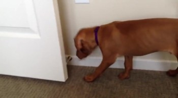 Puppy Battles With a Doorstop... So Precious! 