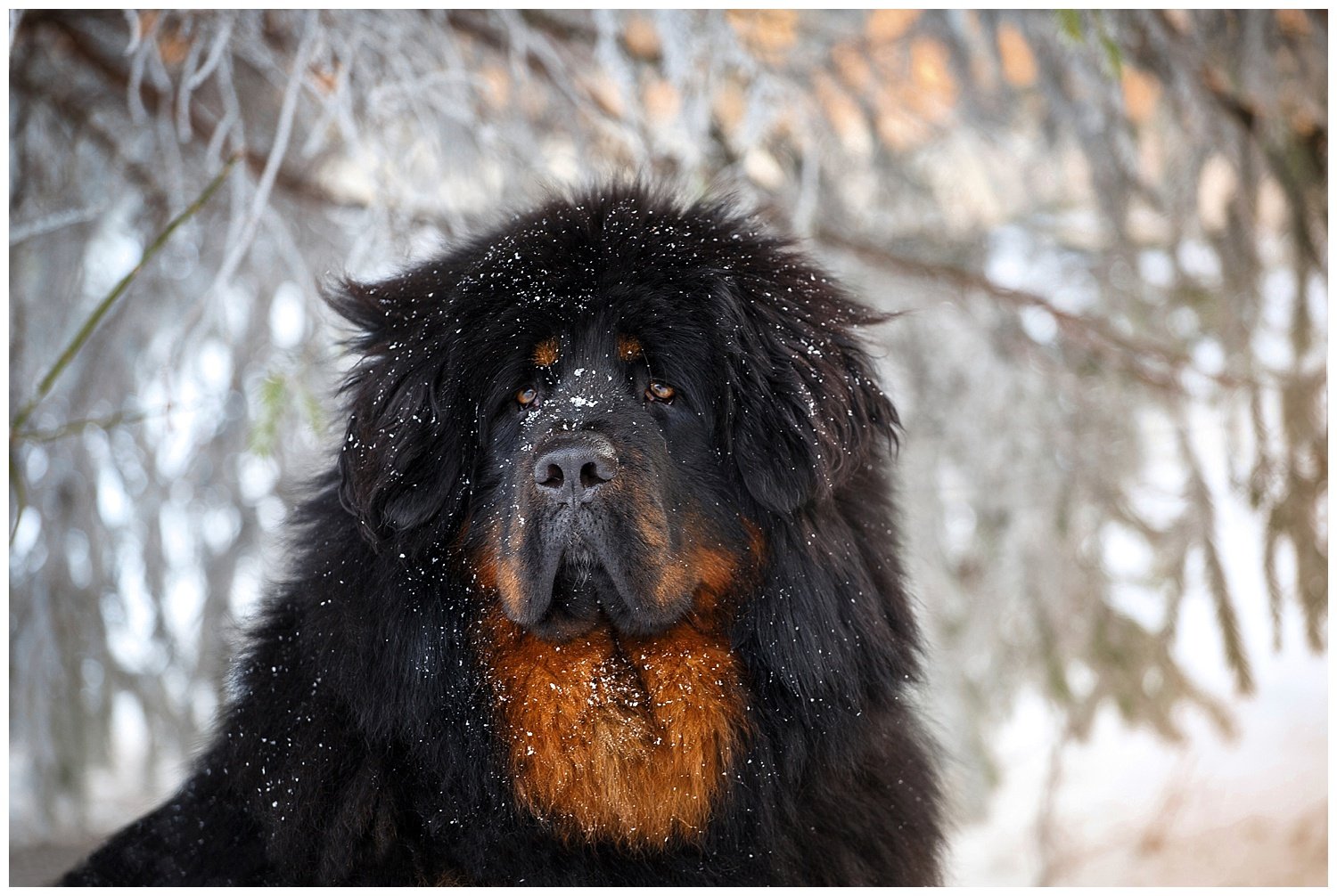 Tibetan Mastiff dog mistaken for bear